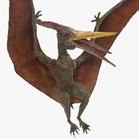 Pteranodon Landing Pose 3D model